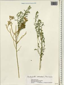 Haplophyllum tuberculatum (Forssk.) Juss., Зарубежная Азия (ASIA) (Израиль)