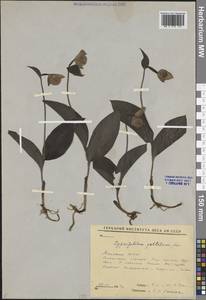 Венерин башмачок крапчатый Sw., Сибирь, Якутия (S5) (Россия)