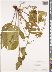 Verbascum chaixii subsp. orientale (M. Bieb.) Hayek, Восточная Европа, Средневолжский район (E8) (Россия)