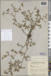 Лапчатка лежачая, Лапчатка низкая L., Средняя Азия и Казахстан, Муюнкумы, Прибалхашье и Бетпак-Дала (M9) (Казахстан)