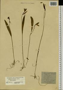 Бородатка японская Rchb.f., Сибирь, Дальний Восток (S6) (Россия)