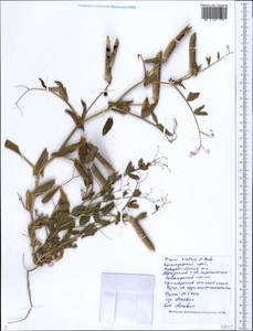 Lathyrus oleraceus Lam., Кавказ, Черноморское побережье (от Новороссийска до Адлера) (K3) (Россия)