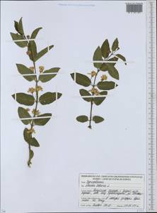 Жимолость татарская L., Восточная Европа, Белоруссия (E3a) (Белоруссия)