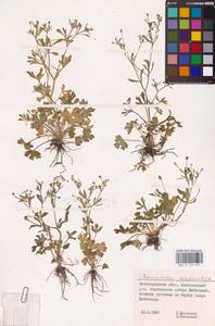 Лютик ядовитый L., Восточная Европа, Нижневолжский район (E9) (Россия)