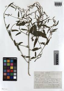 KUZ 003 751, Лебеда раскидистая L., Сибирь, Алтай и Саяны (S2) (Россия)