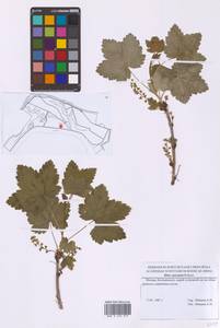 Смородина колосистая E.Robson, Восточная Европа, Московская область и Москва (E4a) (Россия)