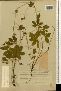 Лапчатка ползучая L., Кавказ, Азербайджан (K6) (Азербайджан)