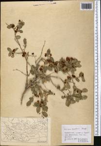 Жимолость Королькова Stapf, Средняя Азия и Казахстан, Памир и Памиро-Алай (M2) (Таджикистан)