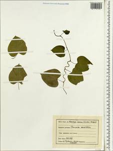 Tinospora cordifolia (Willd.) Miers, Зарубежная Азия (ASIA) (Индия)