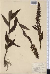Habenaria monorrhiza (Sw.) Rchb.f., Америка (AMER) (Куба)