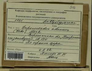 Drepanocladus aduncus (Hedw.) Warnst., Гербарий мохообразных, Мхи - Центральное Черноземье (B10) (Россия)