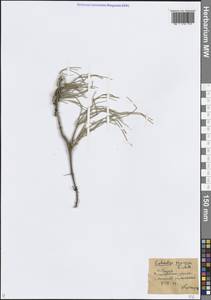 Хвойник рослый C.A.Mey., Кавказ, Грузия (K4) (Грузия)