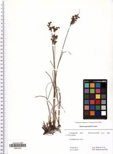 Juncus gerardi Loisel., Восточная Европа, Средневолжский район (E8) (Россия)