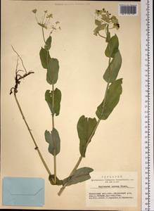 Володушка золотистая Fisch., Сибирь, Алтай и Саяны (S2) (Россия)