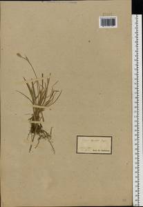 Осока Микели, Осока Микеля Host, Восточная Европа, Южно-Украинский район (E12) (Украина)