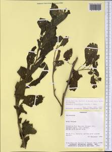 Vassobia breviflora (Sendtn.) A.T. Hunziker, Америка (AMER) (Парагвай)
