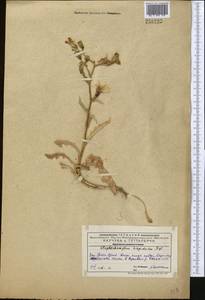Lactuca crassicaulis (Beauverd), Средняя Азия и Казахстан, Западный Тянь-Шань и Каратау (M3) (Казахстан)