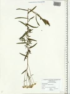 Achillea ptarmica subsp. ptarmica, Восточная Европа, Центральный лесной район (E5) (Россия)
