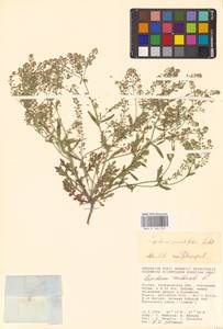 Клоповник перистый Ledeb., Восточная Европа, Нижневолжский район (E9) (Россия)