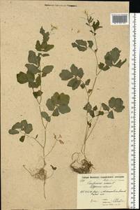 Сердечник горький L., Восточная Европа, Московская область и Москва (E4a) (Россия)