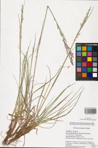 Lolium pratense (Huds.) Darbysh., Восточная Европа, Центральный район (E4) (Россия)