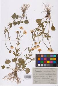 Лютик серножелтый Sol., Сибирь, Западная Сибирь (S1) (Россия)