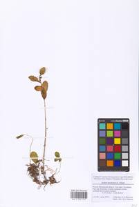 Hylotelephium maximum subsp. maximum, Восточная Европа, Московская область и Москва (E4a) (Россия)