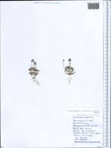 Ceratocephala orthoceras DC., Кавказ, Краснодарский край и Адыгея (K1a) (Россия)