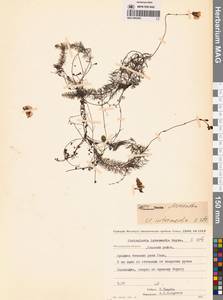 Пузырчатка средняя  Hayne, Сибирь, Чукотка и Камчатка (S7) (Россия)