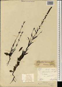 Plectranthus nigericus (Alston) ined., Африка (AFR) (Мали)