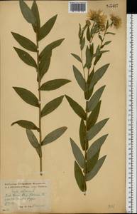 Pentanema salicinum (L.) D. Gut. Larr., Santos-Vicente, Anderb., E. Rico & M. M. Mart. Ort., Восточная Европа, Центральный лесостепной район (E6) (Россия)