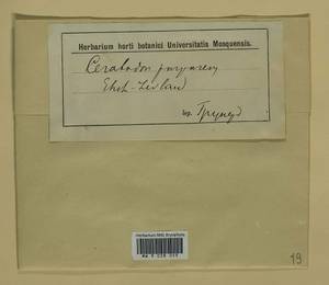 Ceratodon purpureus (Hedw.) Brid., Гербарий мохообразных, Мхи - Прибалтика (B1) (Неизвестно)