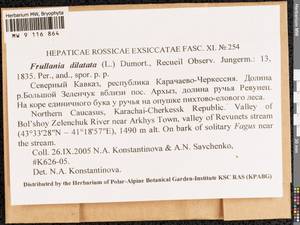 Frullania dilatata (L.) Dumort., Гербарий мохообразных, Мхи - Северный Кавказ и Предкавказье (B12) (Россия)