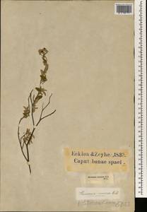 Hermannia incana Cav., Африка (AFR) (ЮАР)