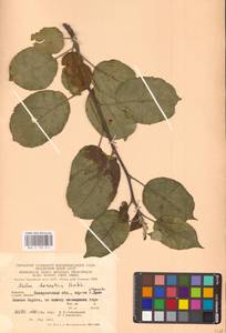 Яблоня домашняя (Suckow) Borkh., Восточная Европа, Западно-Украинский район (E13) (Украина)