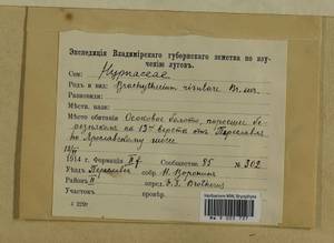 Brachythecium rivulare Schimp., Гербарий мохообразных, Мхи - Центральное Нечерноземье (B6) (Россия)