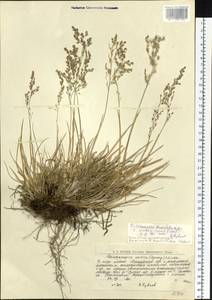 Deschampsia cespitosa subsp. septentrionalis Chiapella, Восточная Европа, Северный район (E1) (Россия)