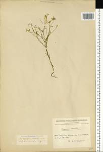 Delphinium consolida subsp. consolida, Восточная Европа, Молдавия (E13a) (Молдавия)