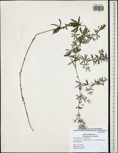 Подмаренник топяной L., Восточная Европа, Центральный район (E4) (Россия)