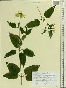 Heliopsis helianthoides var. scabra (Dunal) Fernald, Восточная Европа, Московская область и Москва (E4a) (Россия)