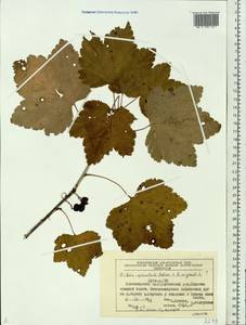 Ribes spicatum subsp. hispidulum (Jancz.) L. Hämet-Ahti, Сибирь, Центральная Сибирь (S3) (Россия)