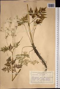 Anthriscus sylvestris subsp. sylvestris, Сибирь, Дальний Восток (S6) (Россия)