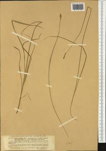 Carex foetida All., Западная Европа (EUR) (Швейцария)