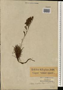 Limonium linifolium (L. fil.) Chaz., Африка (AFR) (ЮАР)