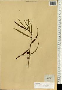 Pentapetes phoenicea L., Зарубежная Азия (ASIA) (Филиппины)