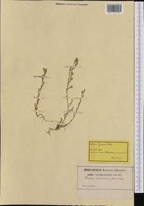 Minuartia mucronata subsp. mucronata, Западная Европа (EUR) (Швейцария)