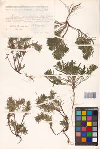 MHA 0 155 128, Живучка елочковидная  (L.) Schreb., Восточная Европа, Южно-Украинский район (E12) (Украина)