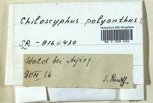Chiloscyphus polyanthos (L.) Corda, Гербарий мохообразных, Мхи - Западная Европа (BEu) (Германия)