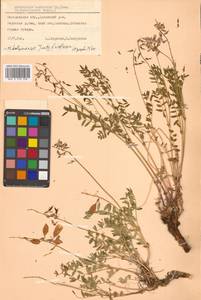 Астрагал Тугаринова Basil., Сибирь, Чукотка и Камчатка (S7) (Россия)