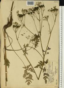 Купырь лесной (L.) Hoffm., Восточная Европа, Западно-Украинский район (E13) (Украина)